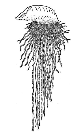 Portuguese Man O War Jellyfish Coloring Page